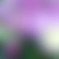 「考える人」に見えてきませんか？人面草　秋のパンジー虹色スミレ