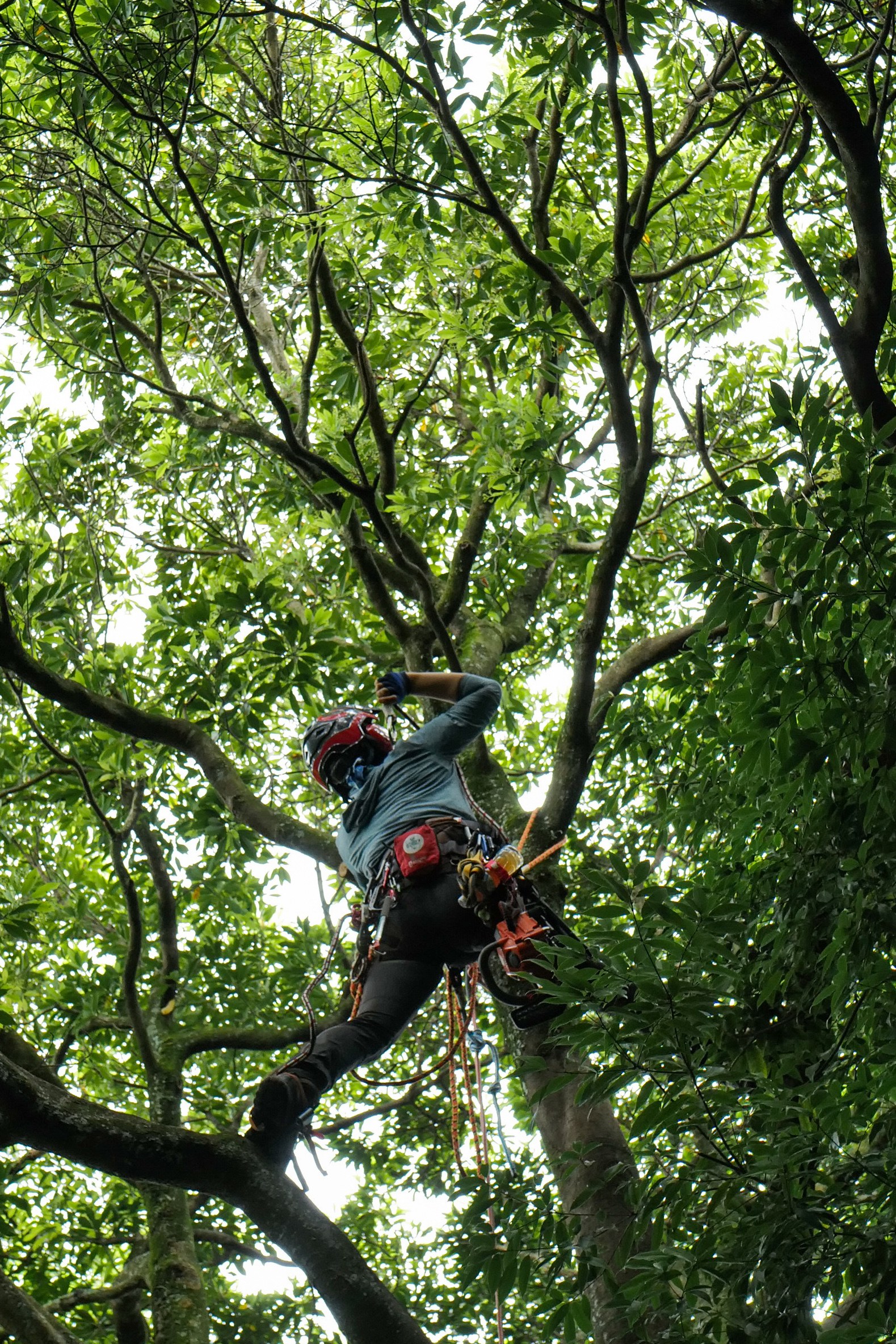 ツリークライミングで雑木の高木に登攀し枯れ枝を除去する様子 三重県菰野町