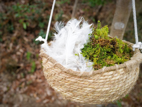 ウコッケイの羽を集めるエナガ 　小さな巣づくりに懸命に