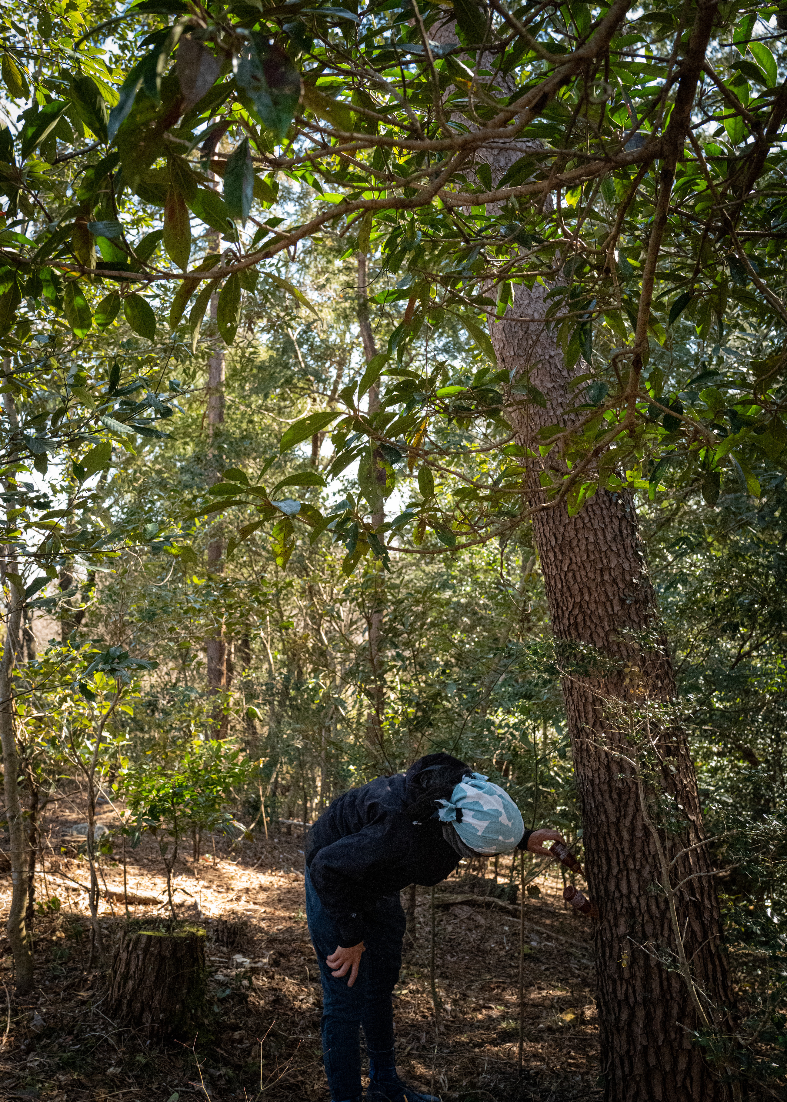 Pine weevil damage control in Komono-cho, Mie Prefecture (Injecting chemicals into the trunks to prevent pine dieback)