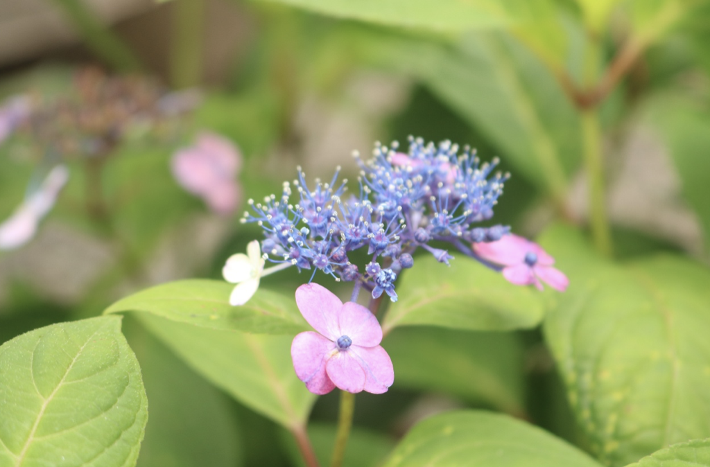 小さな本当のお花も見て!ガクアジサイ