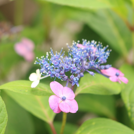梅雨に咲くアジサイ（紫陽花）いろいろガイド｜種類・花言葉・剪定まで