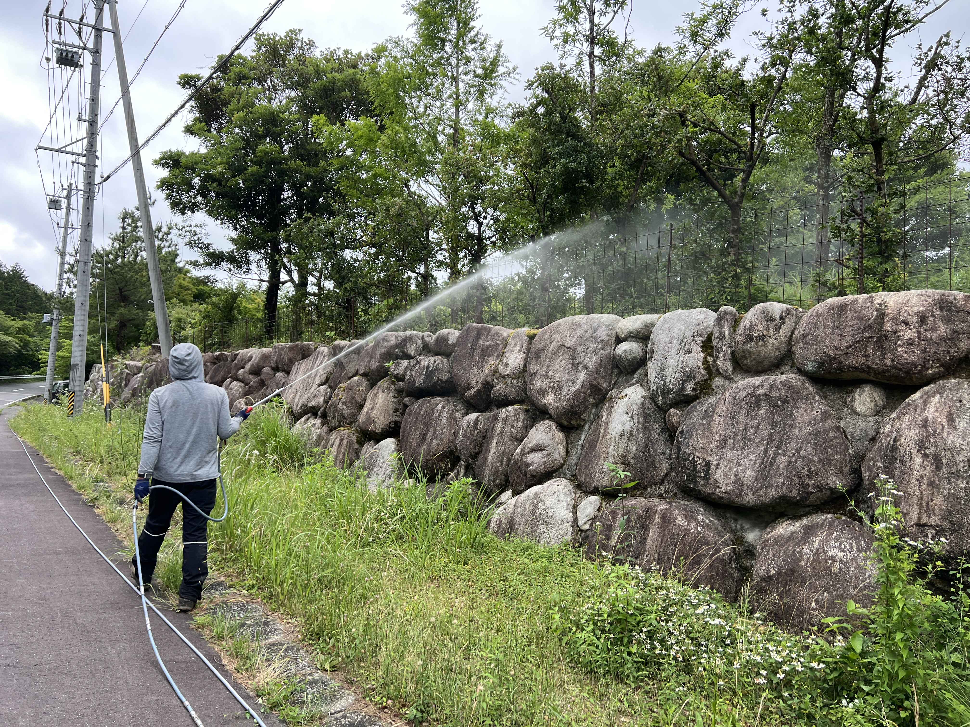 台風で倒れたオリーブの鉢