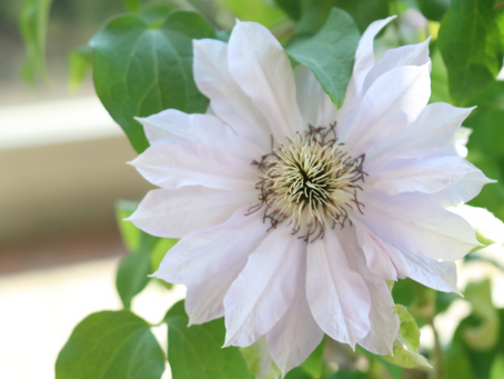 花びらだと思ったけど、実は違う?クレマチス