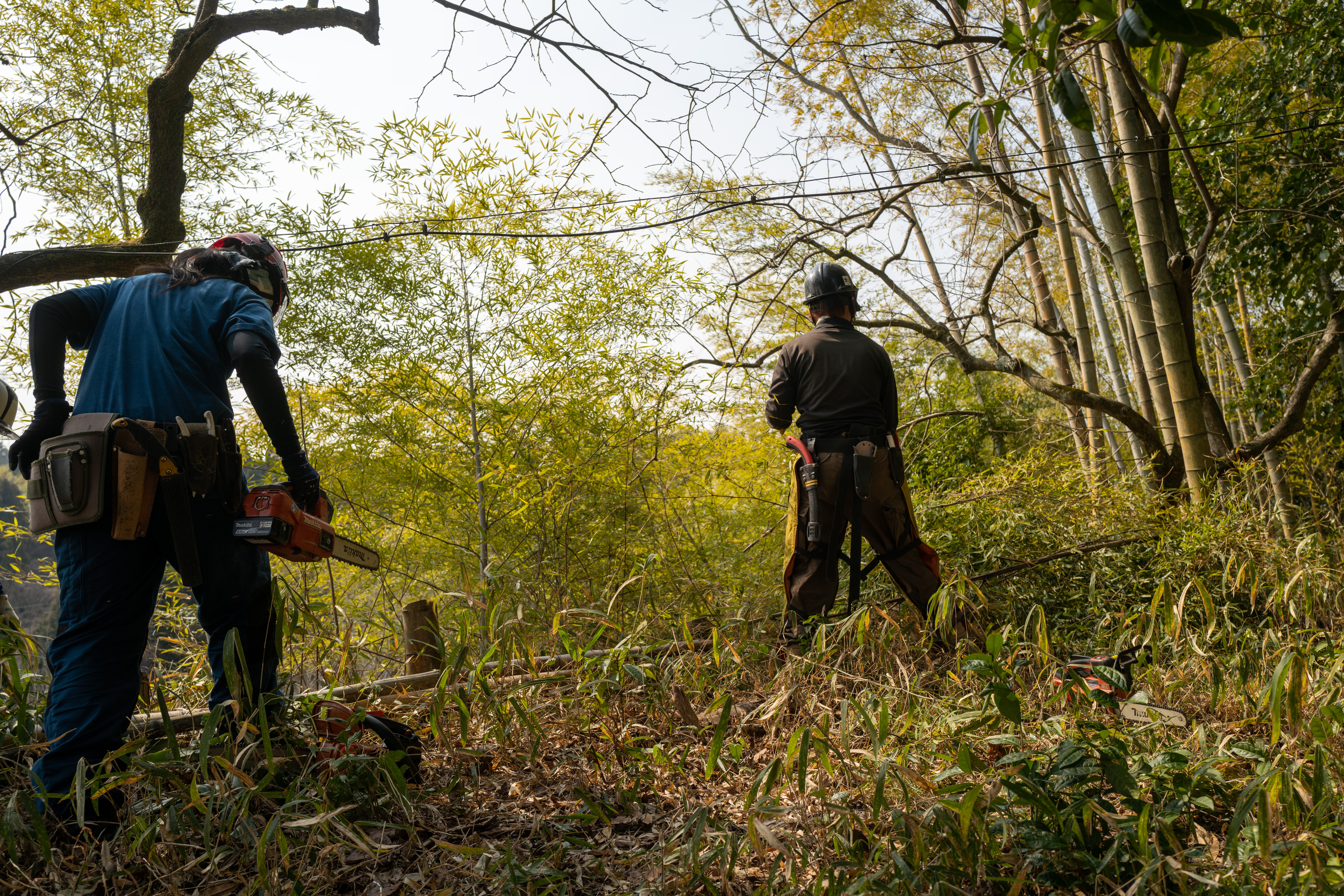 Cutting down moso bamboo in Yokkaichi City, Mie Prefecture