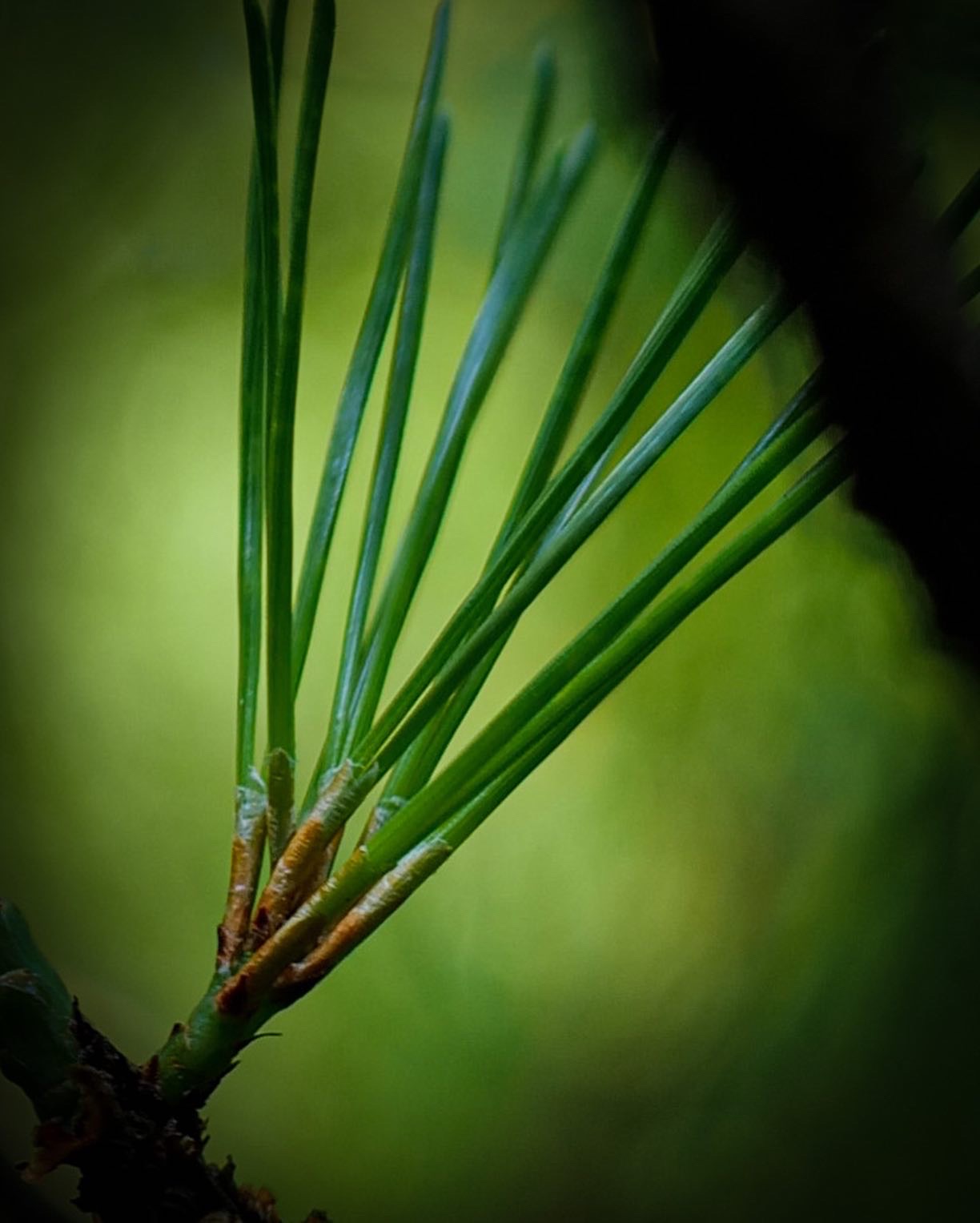 Pine needles are plucked and chewed like gum, pine needle juice is made, and pine is said to have a variety of beneficial effects. Pine needles are said to be a hermit's food, having a number of benefits, such as controlling high blood pressure and intestinal disorders, and also used as a skin toner. Today, I feel the greatness and preciousness of nature by making use of trees in the mountains and in my garden.