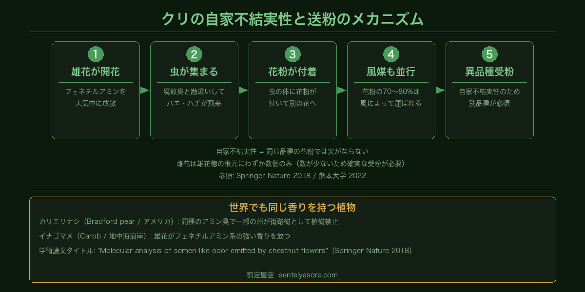 クリの自家不結実性と送粉メカニズムを示した図