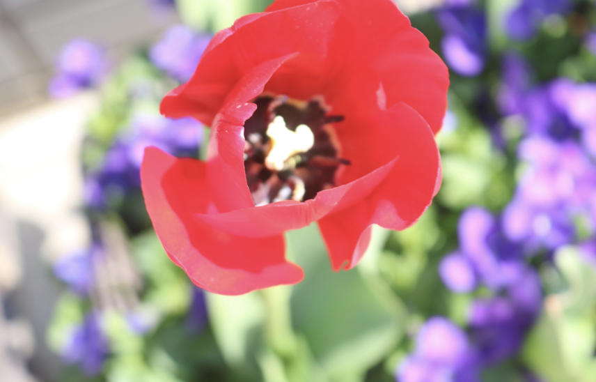 tulip. Do you know its Japanese name?