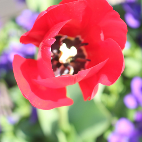 What's the Japanese name for tulips? Does smelling them make you feel blue?