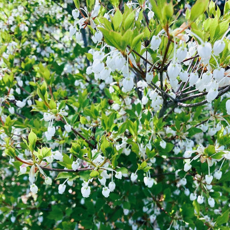初夏の清涼感。小さな白い花は満天の星「ドウダンツツジ　花」