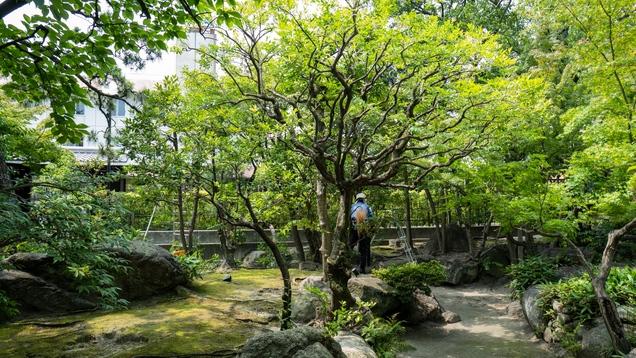 中木の間に入り、混んだ枝を抜いて剪定するスタッフの後ろ姿