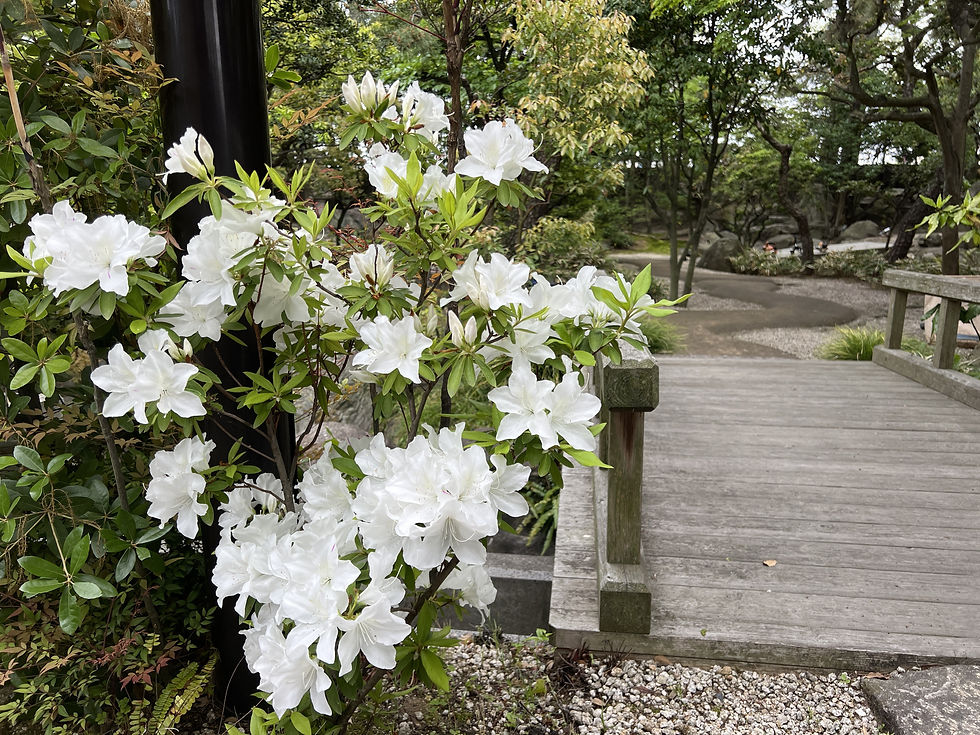 四日市市 尾上別荘 白ツツジ開花 剪定屋空