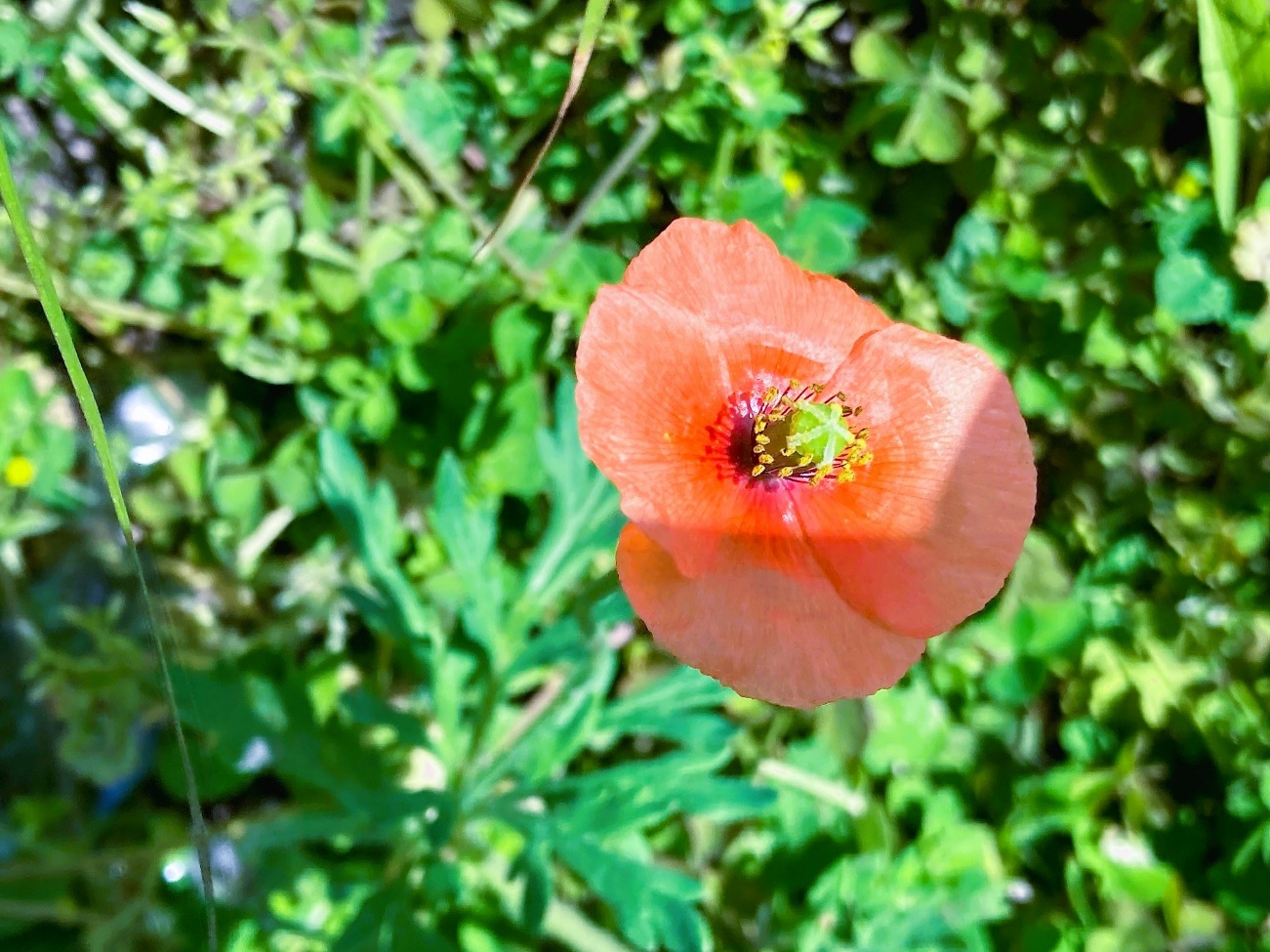 ナガミヒナゲシ オレンジの花 外来種 道端に咲く