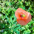 The Beautiful Orange Invader: Why Japan Warns About Nagami-hinageshi Every Spring