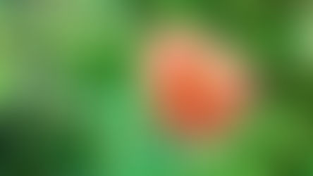 The Beautiful Orange Invader: Why Japan Warns About Nagami-hinageshi Every Spring