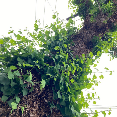 防火樹。火伏せの木（ひぶせのき）。人々を火災の危険から守った防火樹：イチョウ