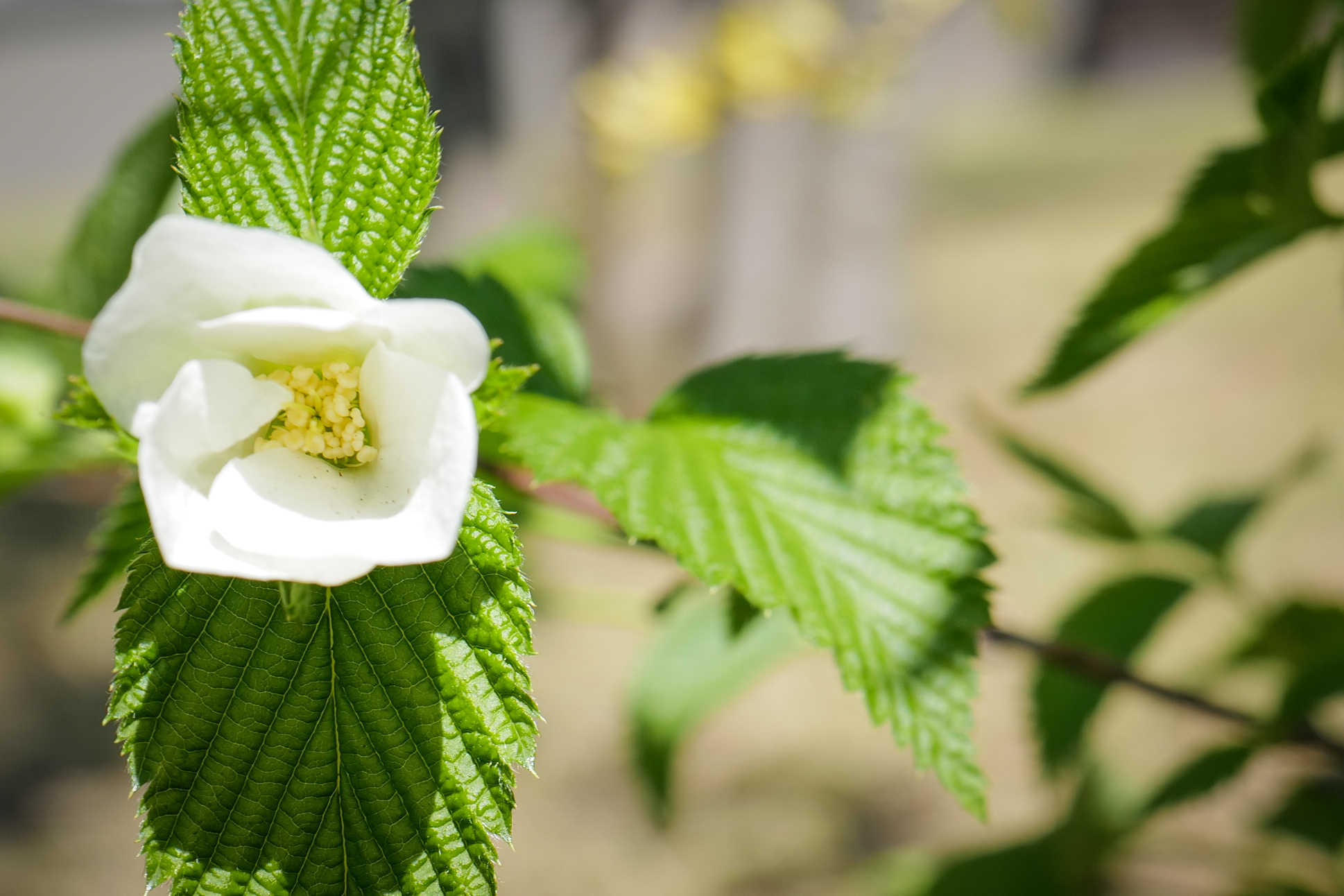 Spring Lawn Mowing and Maple Seedlings — Notes from Komono, Mie Prefecture