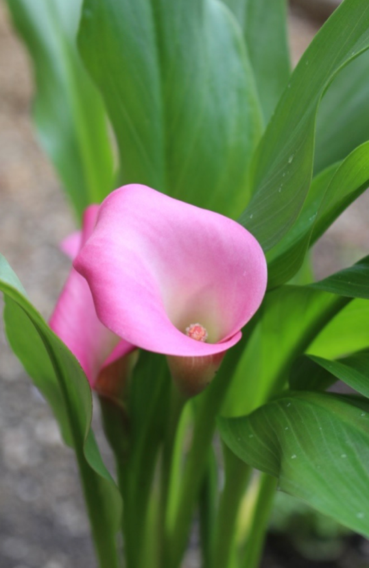 カラー 翌年も花を咲かせるための管理は?