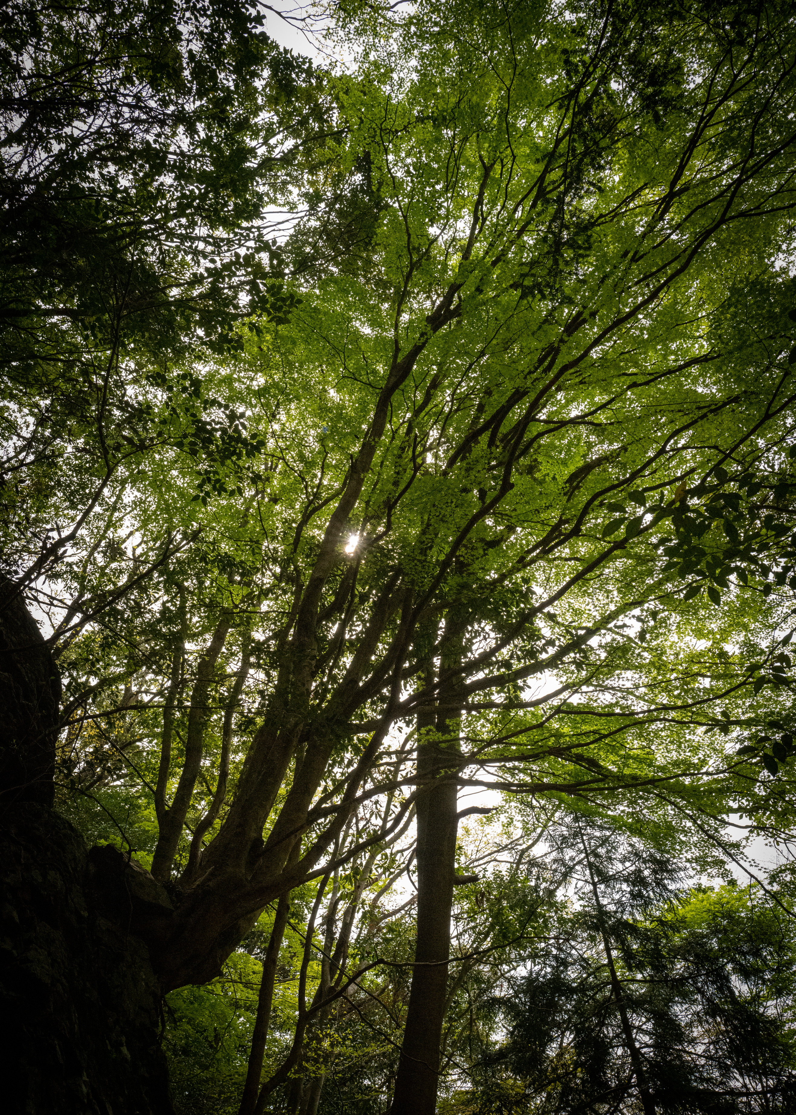 What are the benefits of forest maintenance?