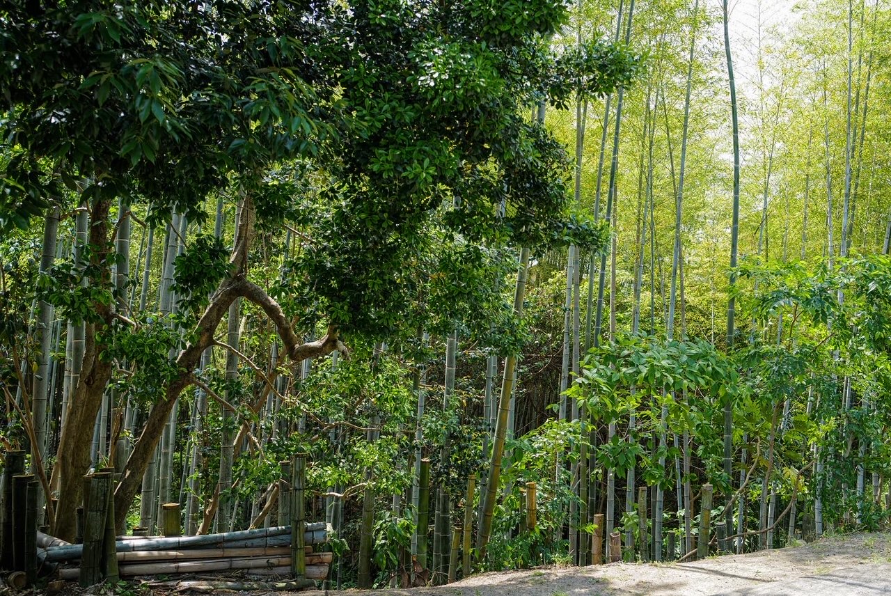 Traditional Japanese bamboo forest management — wisdom of the past and modern conservation challenges