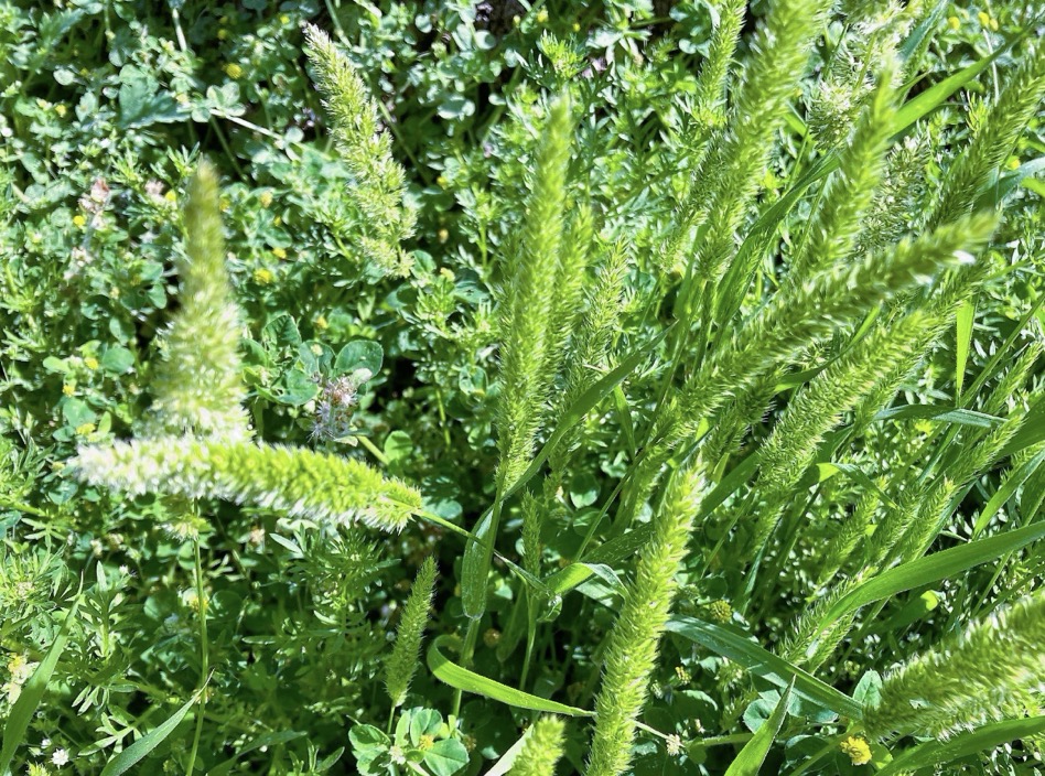 いつまでも治らない…そんな花粉症の原因かも?ブラシのような草「アワガエリ」