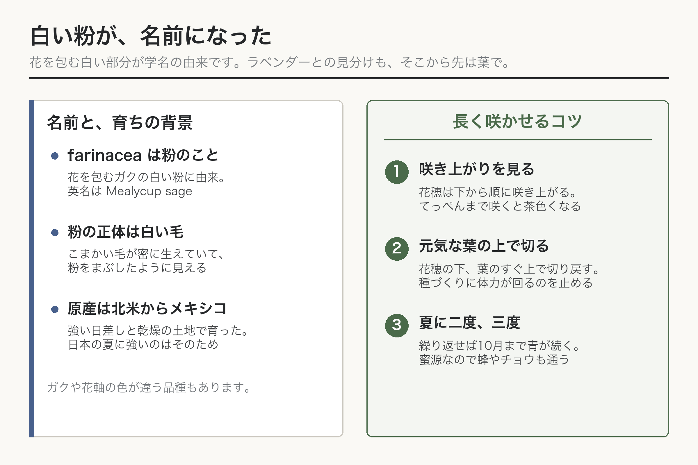 サルビア ファリナセア 名前の由来 ラベンダー 見分け方 図解