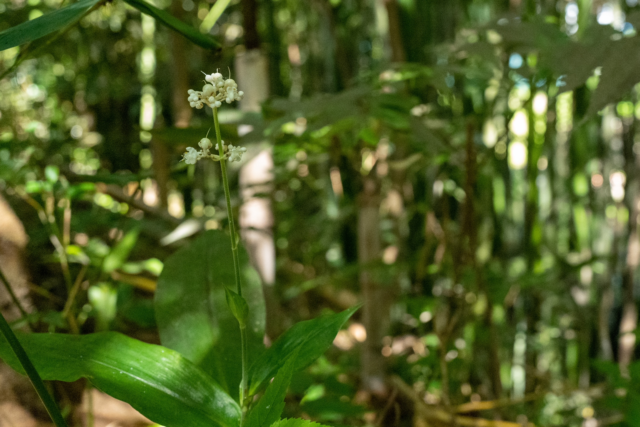 Kameyama City Biodiversity Coexistence Area certification overview