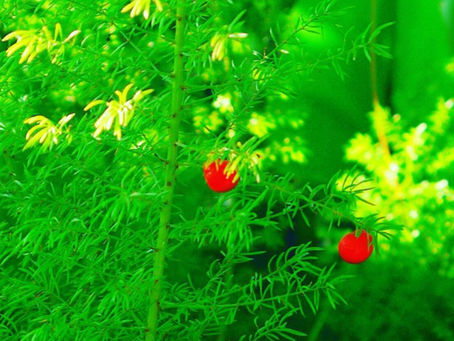 ふわふわでかわいい食べられないアスパラガス
