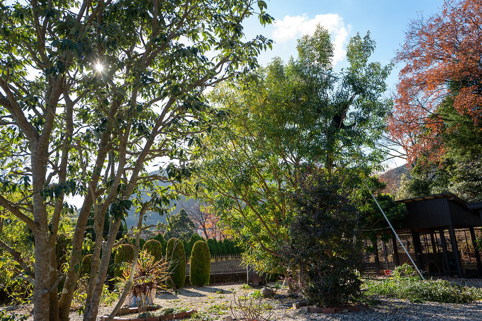 シマトネリコの剪定