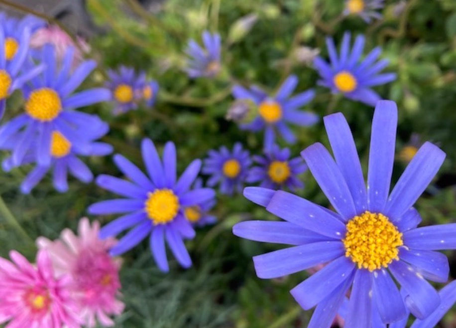 青い花 澄んだブルーと黄色のコントラストが可愛い ブルーデイジー 三重県剪定伐採お庭のお手入れ専門店 剪定屋空