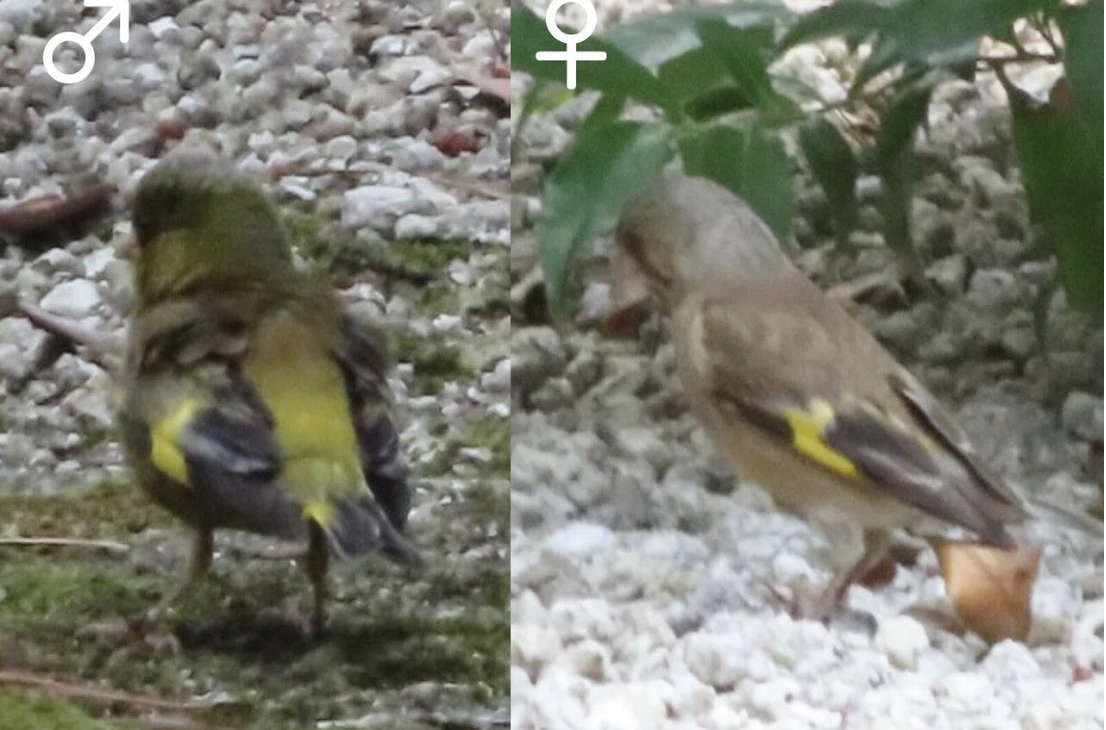 A pair of Oriental Greenfinches in the Onoe Villa garden, with the male showing bright yellow wings and the female a softer gray tone