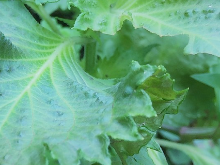 憂鬱を吹き飛ばし元気をくれる野菜ハーブ「アオジソ」