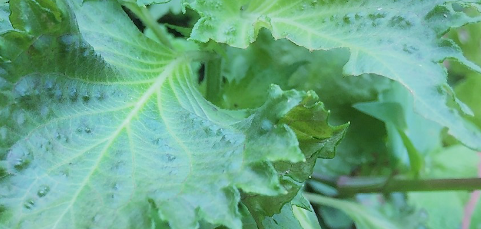 憂鬱を吹き飛ばし元気をくれる野菜ハーブ「アオジソ」