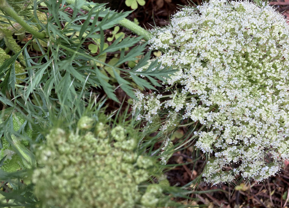 The news story that started it all — a toxic plant resembling giant hogweed found on a Hokkaido University campus