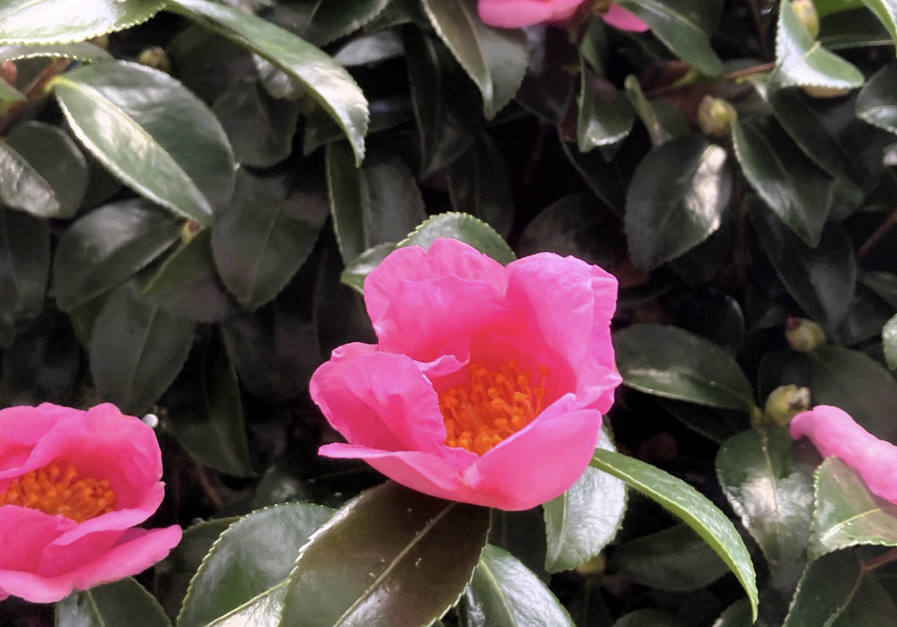 Sasanqua as a Fireproof Tree — Why Japanese Gardens Choose Beauty That Protects