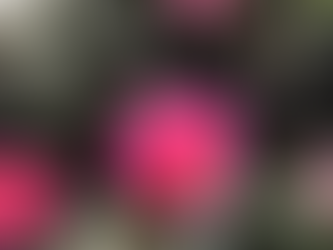 緑の防災。冬も美しい防火樹という選択で危険を回避 防火樹 サザンカ