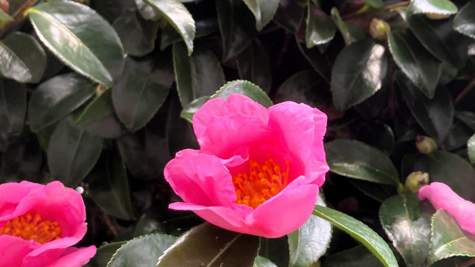 Sasanqua as a Fireproof Tree — Why Japanese Gardens Choose Beauty That Protects