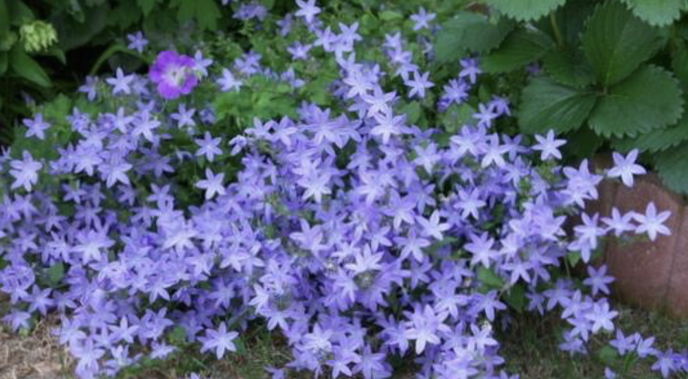 カンパニュラ 風鈴草 釣鐘型の花 剪定屋空