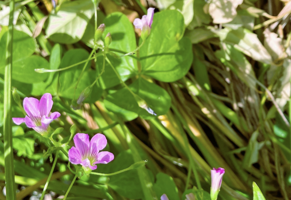 ムラサキカタバミ 紫カタバミ ピンク紫の花 野草 剪定屋空