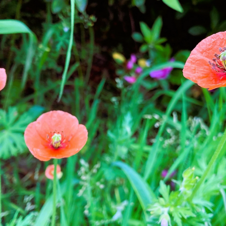 かわいいのに危険？ニュースで注目されるオレンジの花  ナガミヒナゲシ