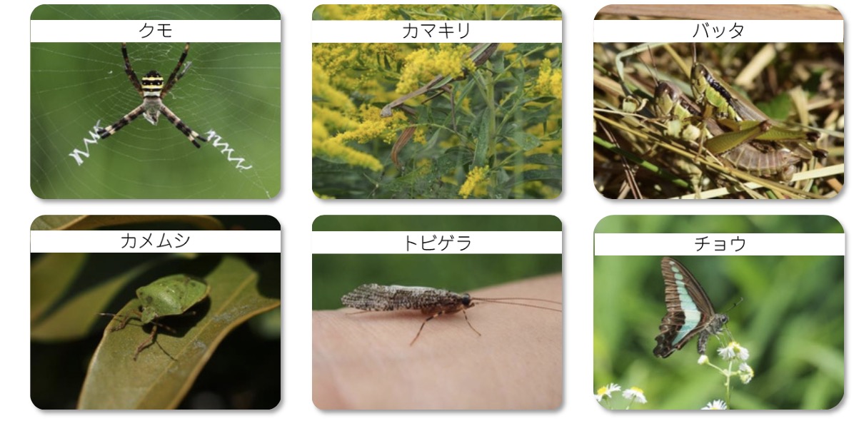 Small ecological bug hotel (insect hotel) for home garden biodiversity — installation and wildlife observation in Japan