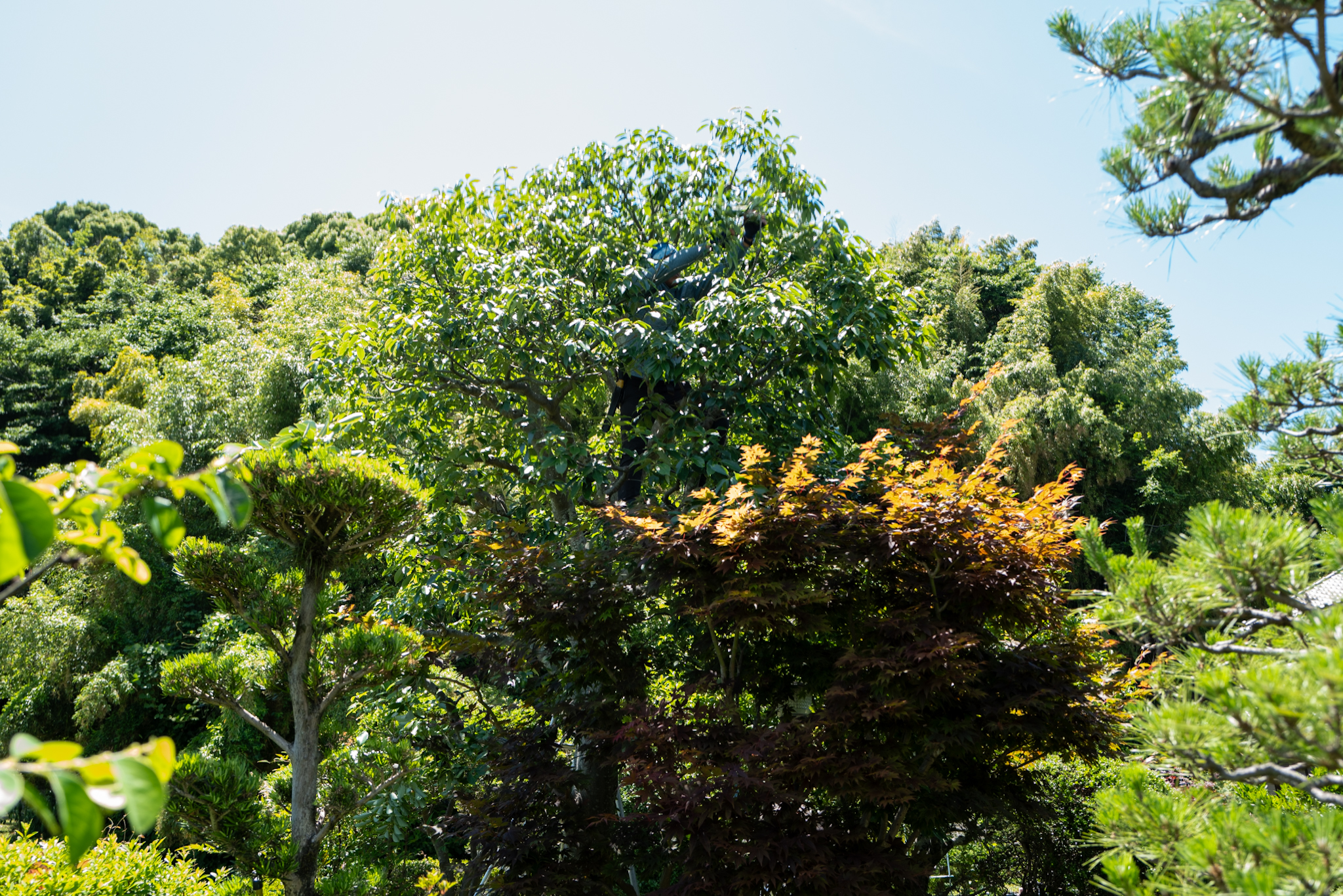 和庭樹木の遠景