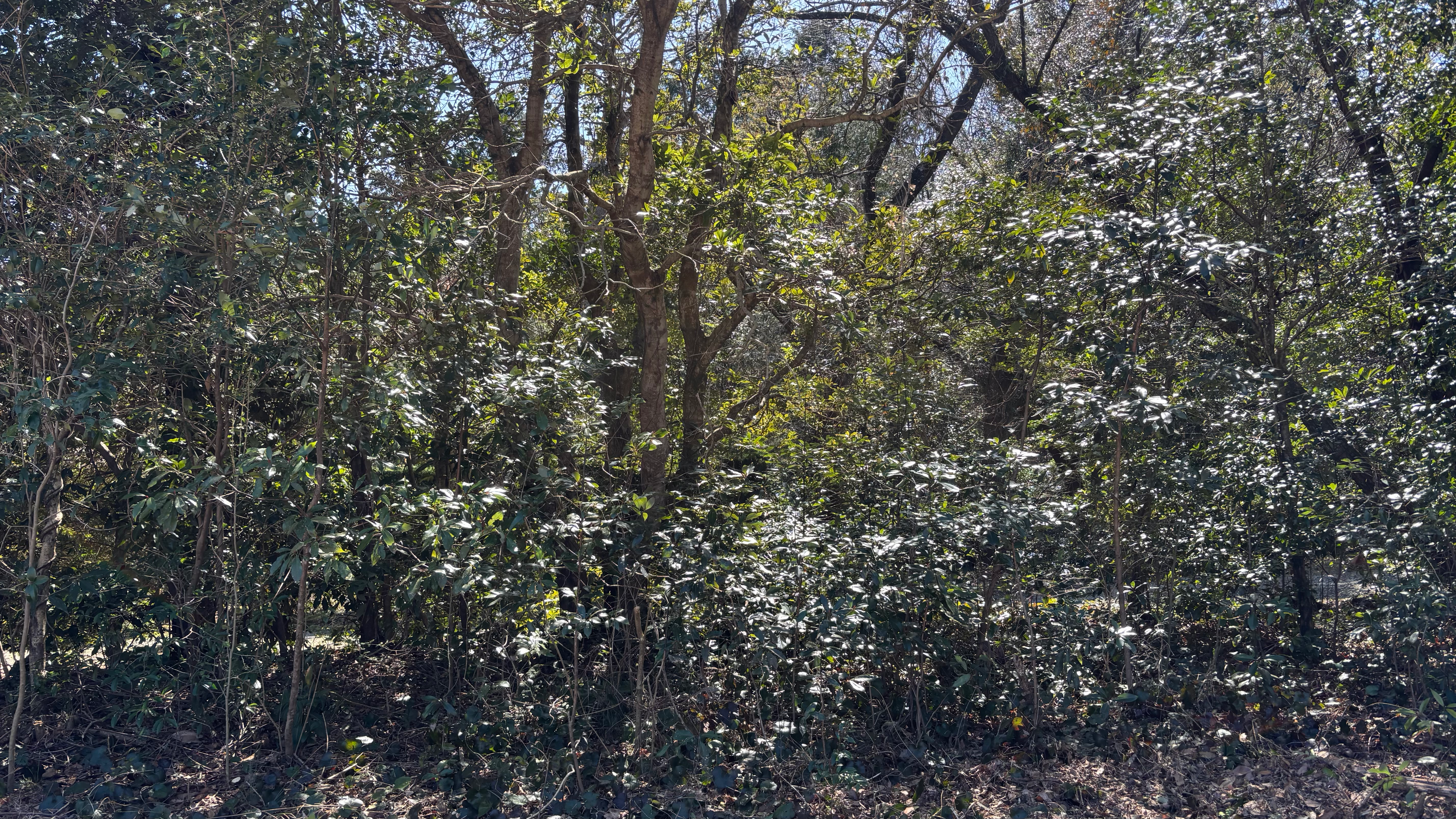 Laurel forest with vines and pioneer species tangled around trunks, Mie Prefecture Japan