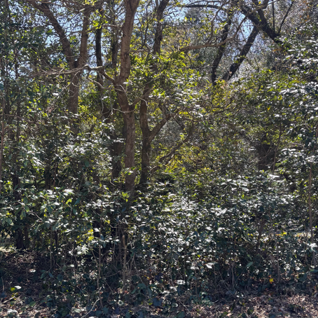 Broadleaf Forest Maintenance and Year Three of a Mixed Forest — Where Light Returns