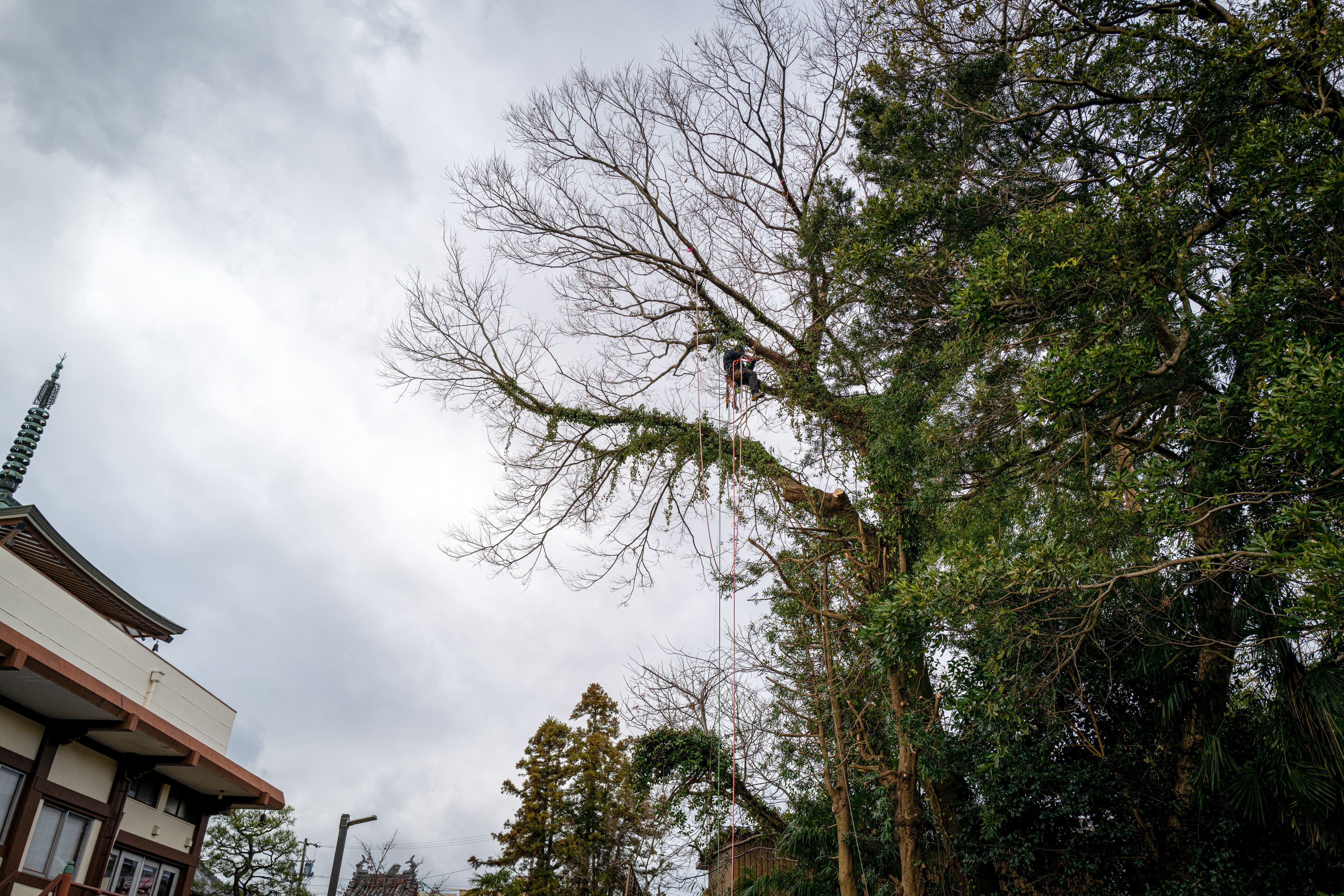 Enoki (Celtis sinensis) branch pruning in Kameyama City, Mie — Sentei-ya Sora