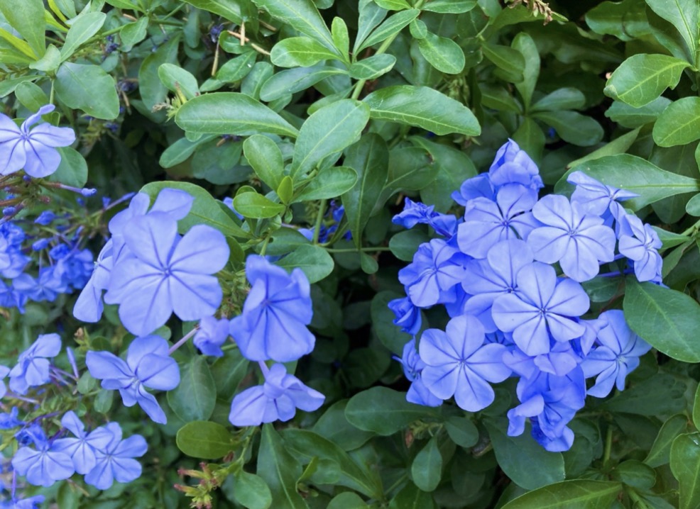 初夏の涼感。瑠璃色の小花が爽やか ルリマツリ