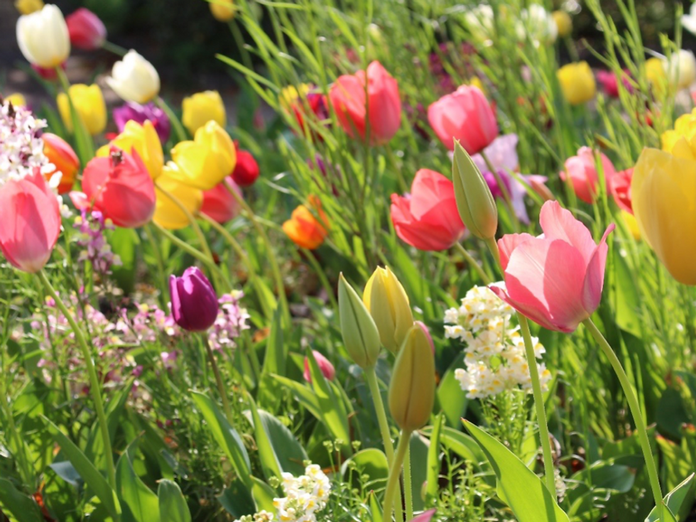 春の定番チューリップ 同じ色の花ばかり咲いてしまう理由は?
