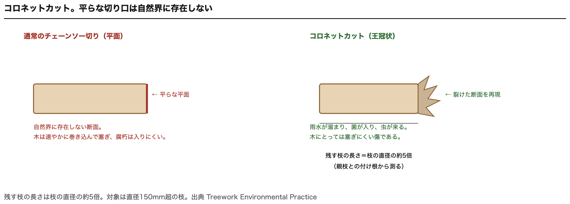 通常のチェーンソー切りとコロネットカットの比較
