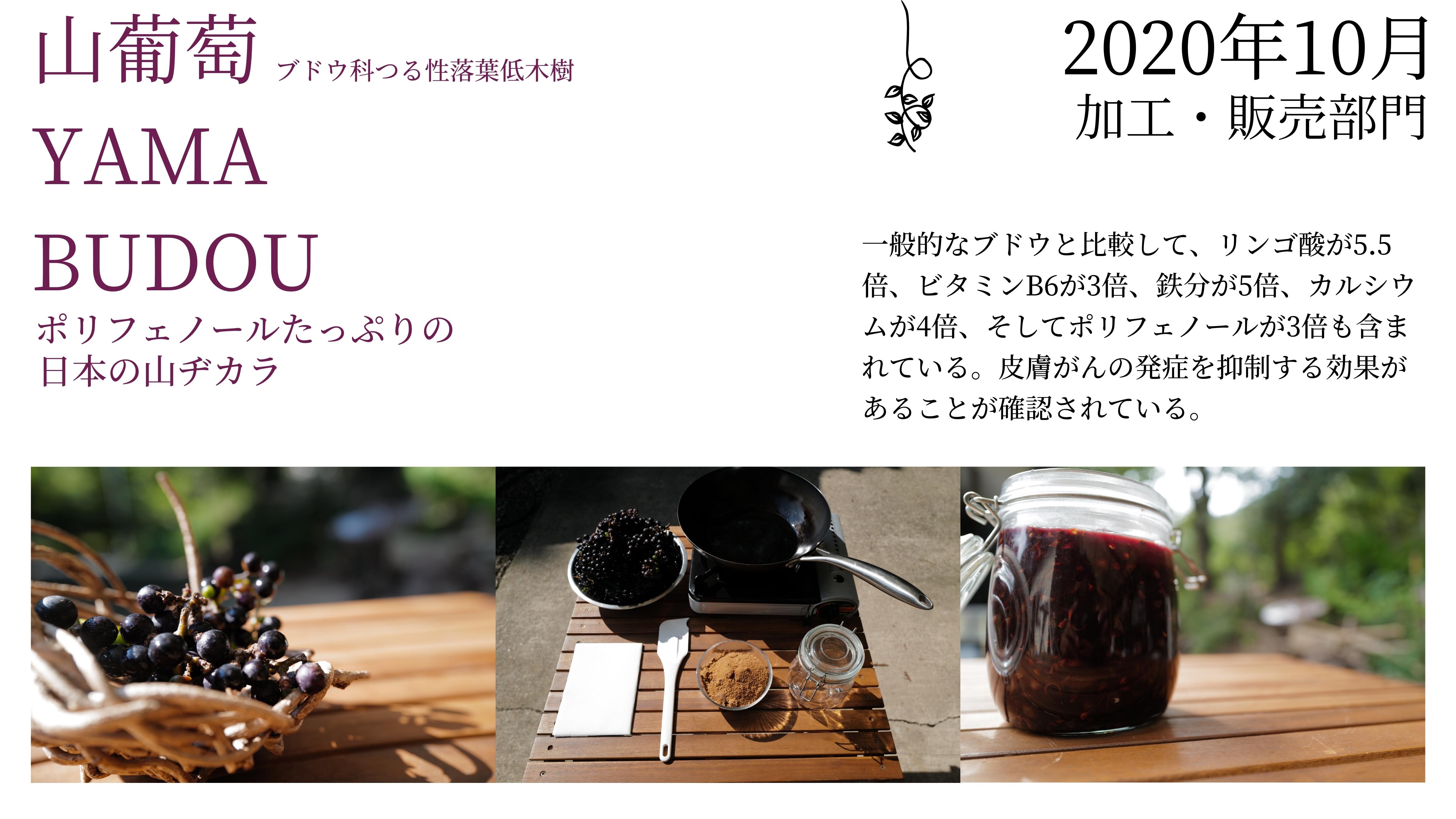 Vitis coignetiae (Yamabudo mountain grape) in Mie forest — Sentei-ya Sora