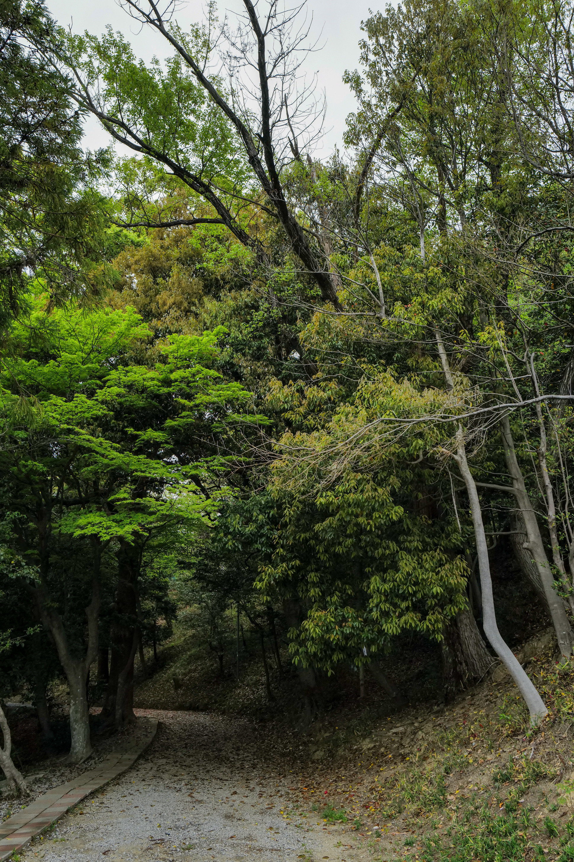 危険木の見分け方 樹木伐採 剪定屋空